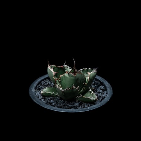 アガベ チタノタ ブラック&ブルー / Agave titanota ‘Black & Blue’ #13
