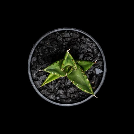アガベ チタノタ ハデス / Agave titanota ‘Hades’ #15