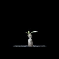パキポディウム グラキリス / Pachypodium rosulatum var. gracilius #7