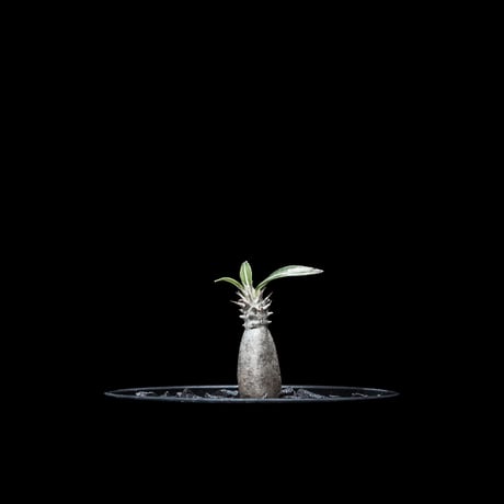 パキポディウム グラキリス / Pachypodium rosulatum var. gracilius #7