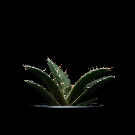 アガベ チタノタ 白鯨 / Agave titanota ‘White Whale’ #48