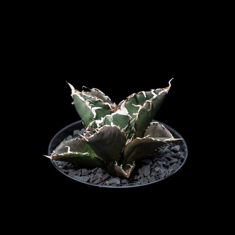 アガベ チタノタ 白鯨 / Agave titanota ‘White Whale’ #6