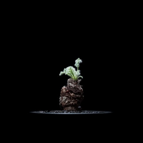 ペラルゴニウム アッペンディクラツム / Pelargonium appendiculatum #1