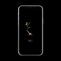 【スマホ壁紙】プテロディスクス スペシオーサス