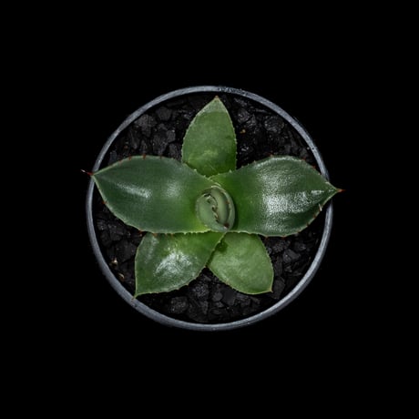 アガベ パリー トルンカータ / Agave parryi var. truncata #2