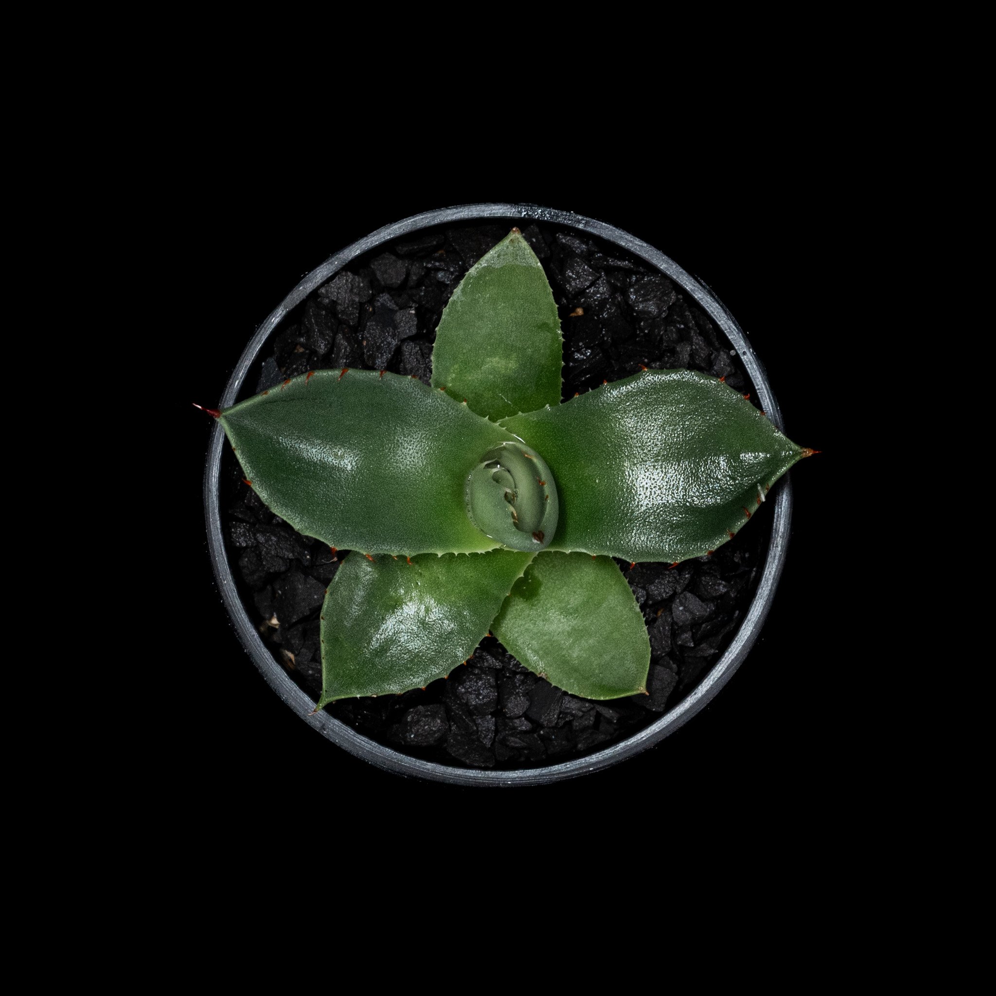 アガベ パリー トルンカータ / Agave parryi var. truncata #2