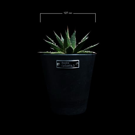 アガベ ホリダ / Agave horrida ssp. horrida #1