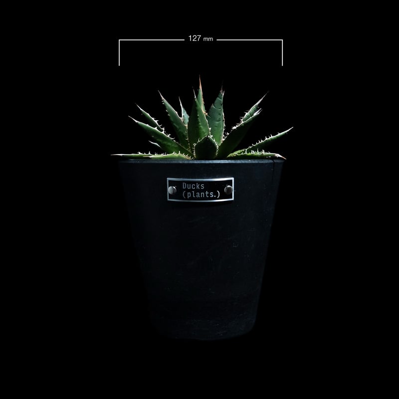 アガベ ホリダ / Agave horrida ssp. horrida #1 | Ducks