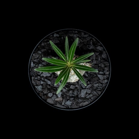 パキポディウム グラキリス / Pachypodium rosulatum var. gracilius #55