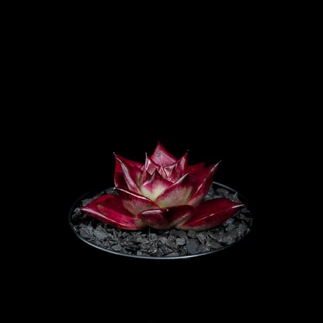 エケベリア ロメオ / Echeveria agavoides ‘Romeo’ #1