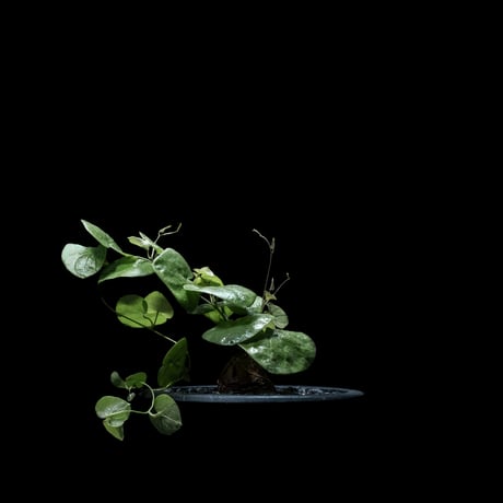 ディオスコレア 亀甲竜 / Dioscorea elephantipes #2