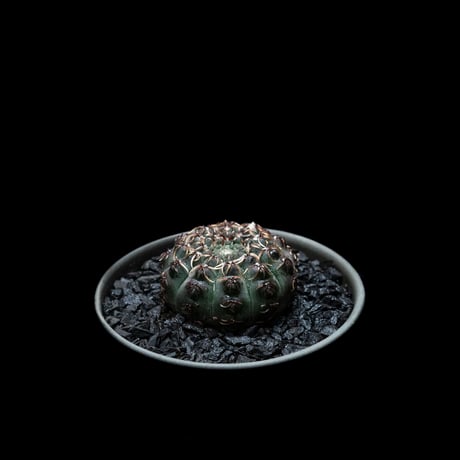 ギムノカリキウム 瑞昌玉 [黒刺タイプ] / Gymnocalycium stellatum var. kleinianum