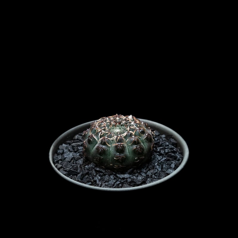 ギムノカリキウム 瑞昌玉 [黒刺タイプ] / Gymnocalycium stellatum