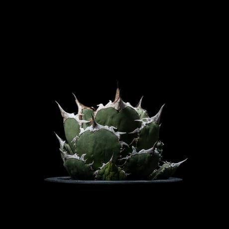 アガベ チタノタ 烈焔 逆刺 / Agave titanota ‘Flame’ #1