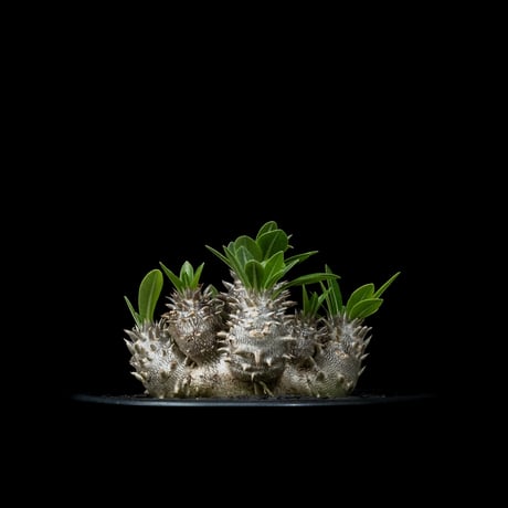 パキポディウム デンシカウレ / Pachypodium densicaule #15