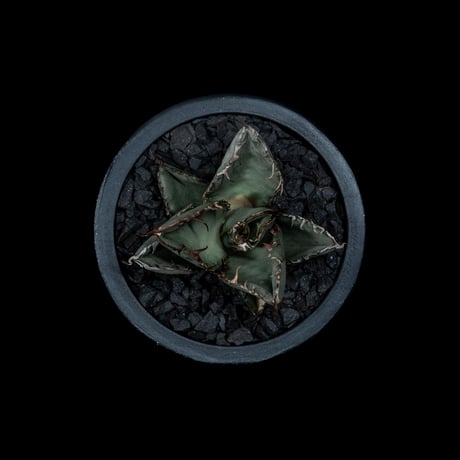 アガベ チタノタ ブラック&ブルー / Agave titanota ‘Black & Blue’ #11