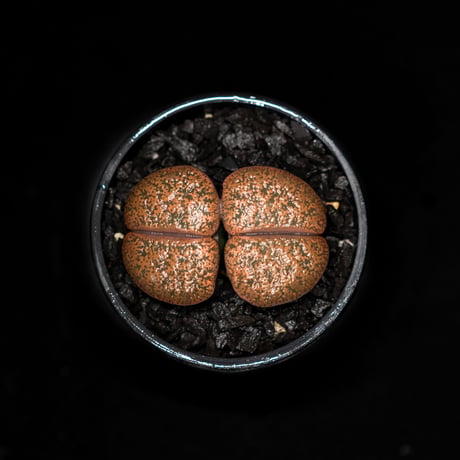 リトープス 紫褐紫勲玉 / Lithops lesliei var.rubrobrunnea