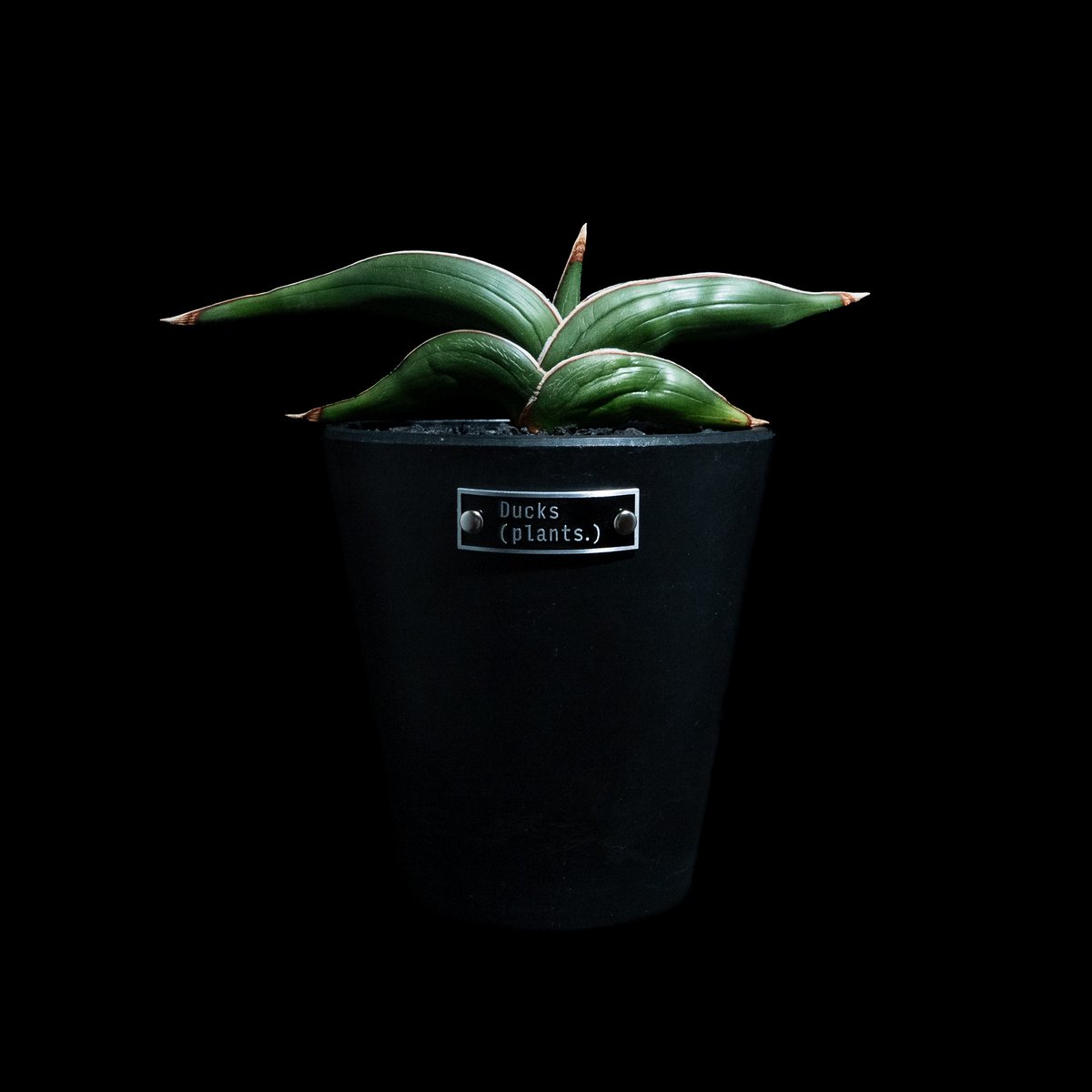 サンセベリア ロリダ / Sansevieria rorida #3 | Ducks ( pl