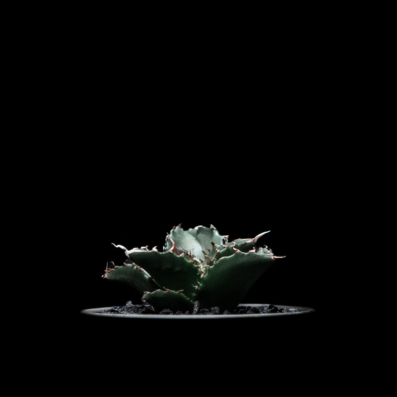 Collection オテロイ 夕映系の選抜株 検）チタノタ悪魔くん 狂雨 Collection オテロイ 夕映系の選抜株 検）チタノタ悪魔くん 狂雨