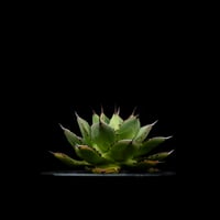 アガベ 兜蟹×笹の雪 / Agave isthmensis ‘Kabutogani’ × victoriae-reginae #3