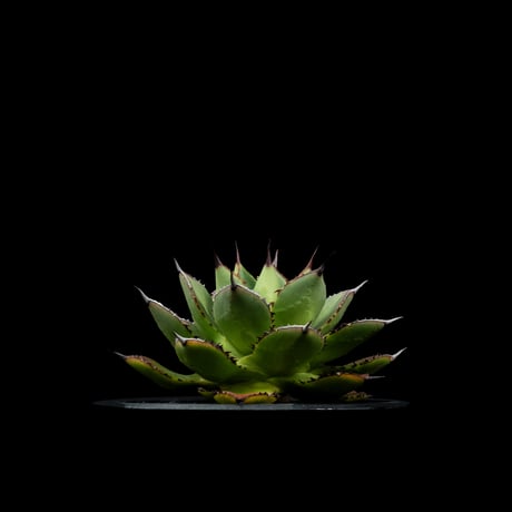 アガベ 兜蟹×笹の雪 / Agave isthmensis ‘Kabutogani’ × victoriae-reginae #3