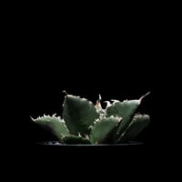 アガベ チタノタ フィリグリーデビル (綴化拇指) / Agave titanota 'Fil