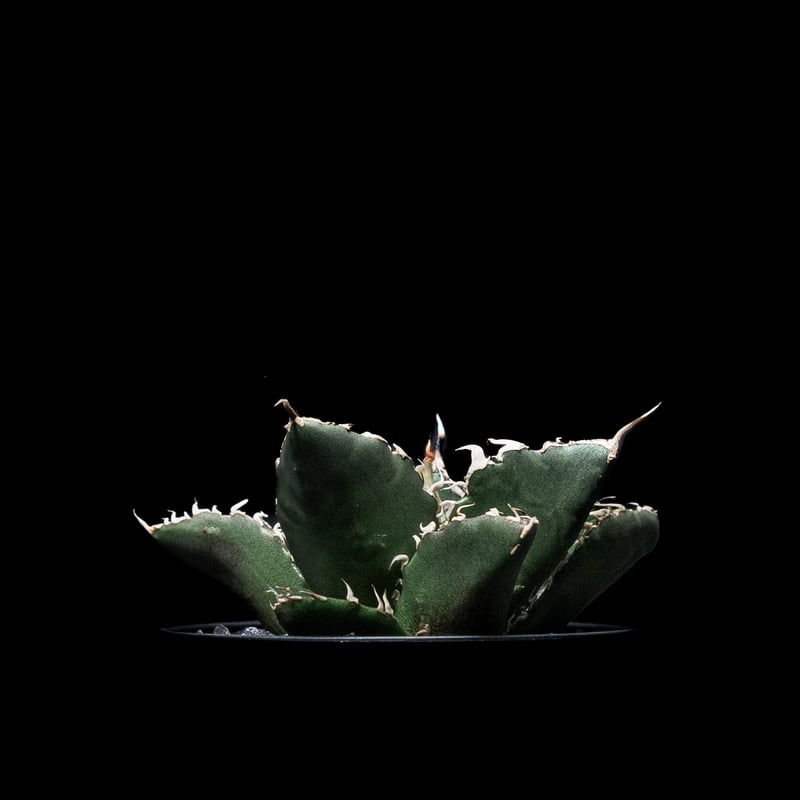 白鯨whitewhaleアガベ チタノタagave titanota 【公式通販】