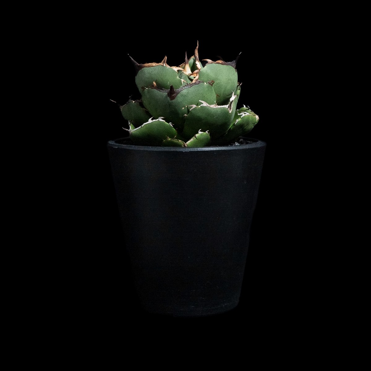 アガベ チタノタ ジャガーノート 純血 / Agave titanota 'Juggernau