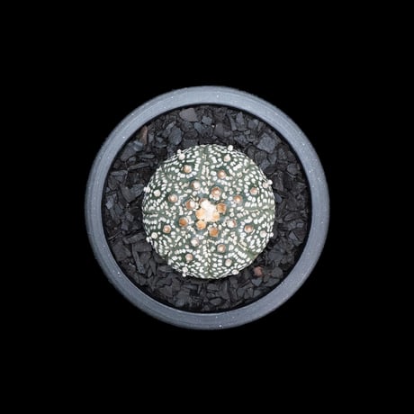 アストロフィツム アステリアス / Astrophytum asterias #7