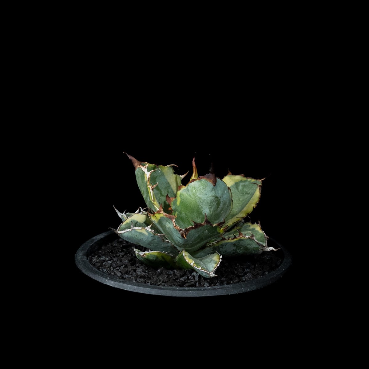 アガベ チタノタ ブルーダイヤモンド / Agave titanota 'Blue Diamo