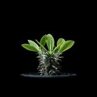 パキポディウム デンシカウレ / Pachypodium densicaule #10