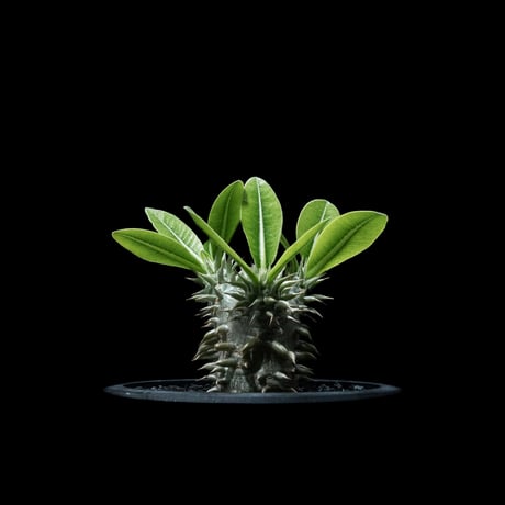 パキポディウム デンシカウレ / Pachypodium densicaule #10