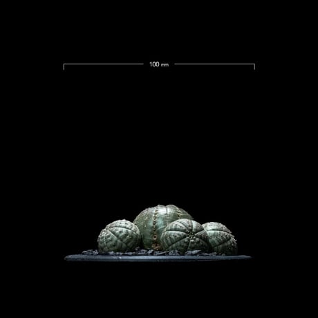 ユーフォルビア オベサ [多頭タイプ] / Euphorbia obesa f.caespitosa #9
