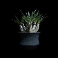 パキポディウム グラキリス / Pachypodium rosulatum var. gracilius #99