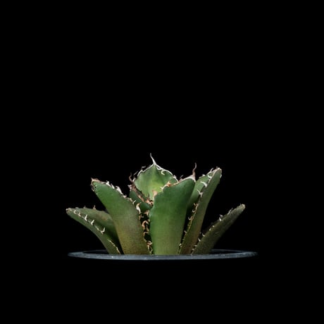 CATEGORY チタノタ 白鯨 | Ducks ( plants. )