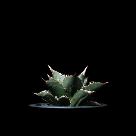 アガベ チタノタ 大島 / Agave titanota ‘Oshima’ #2