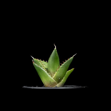 アガベ チタノタ ハデス / Agave titanota ‘Hades’ #15
