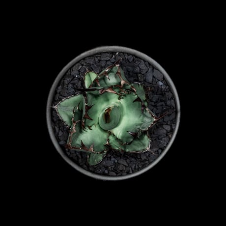 アガベ チタノタ ブラック&ブルー / Agave titanota ‘Black & Blue’