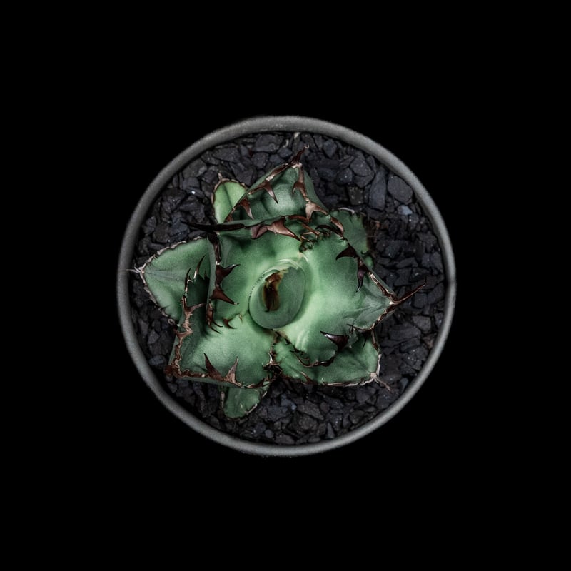 アガベ チタノタ ブラック&ブルー / Agave titanota 'Black & Blu
