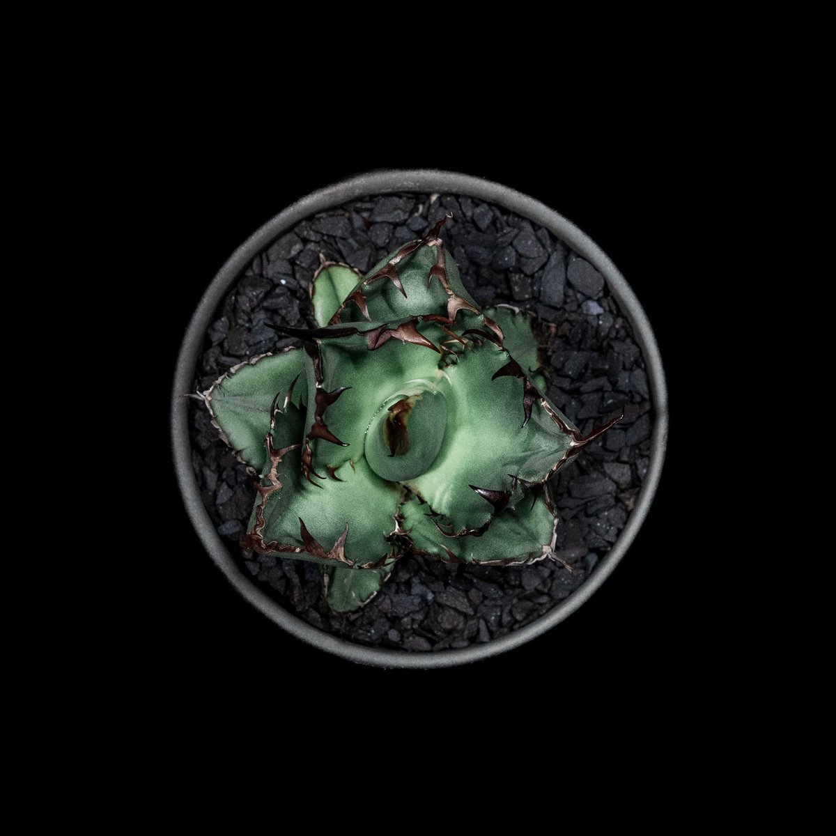 アガベ チタノタ ブラック&ブルー / Agave titanota 'Black & Blu