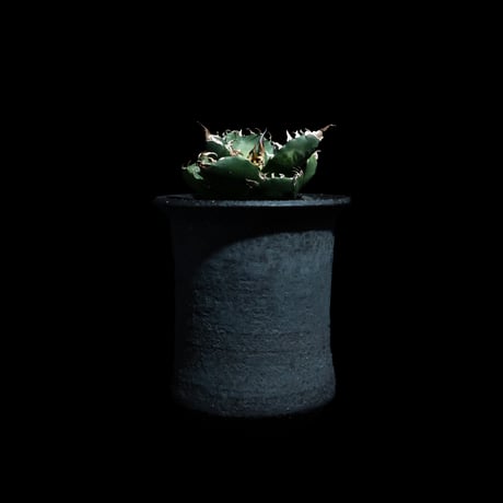 魔丸 | STORES