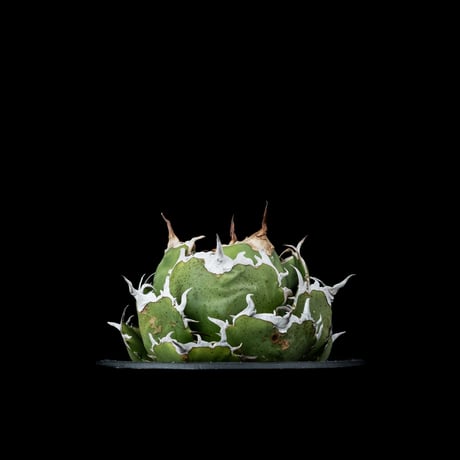 アガベ チタノタ 白鯨 / Agave titanota ‘White Whale’ #38