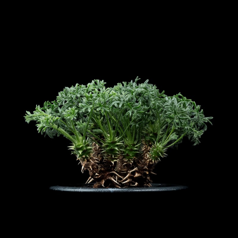 ペラルゴニウム ヒストリクス / Pelargonium hystrix #2 | Ducks