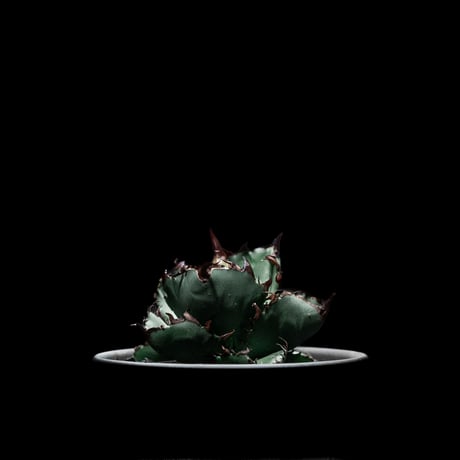 アガベ チタノタ ブラック&ブルー / Agave titanota ‘Black & Blue’