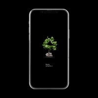 【スマホ壁紙】ディオスコレア 亀甲竜