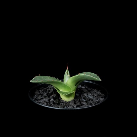 アガベ パリー トルンカータ / Agave parryi var. truncata #4