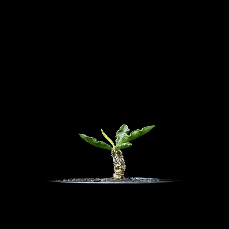 ユーフォルビア　デカリー　自家繁殖苗 ユーフォルビア・デカリー（Euphorbia decaryi）の育て方、栽培記録