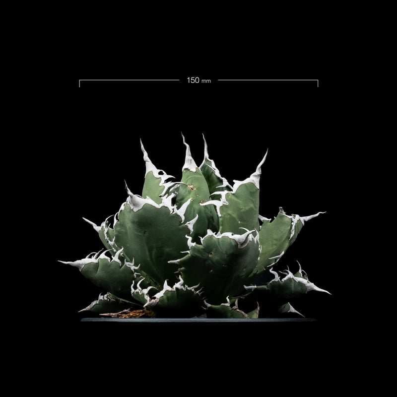 アガベ・チタノタ 夕映厳竜 / Agave titanota 'Solar Eclipse'