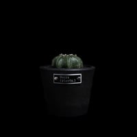 アストロフィツム アステリアス ヒトデ型 / Astrophytum asterias 'Star Shape' #41