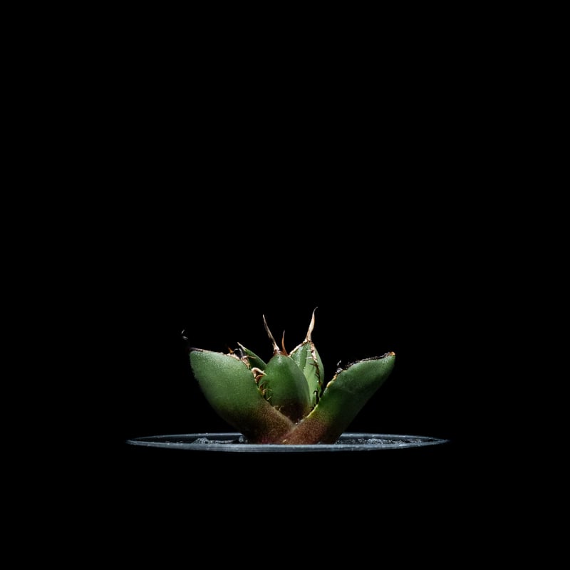 アガベ チタノタ 熊猫 / Agave titanota 'Panda' #2 | Ducks アガベ チタノタ 熊猫 / Agave titanota 'Panda' #2 | Ducks